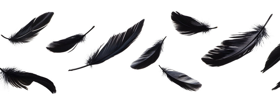 Black feathers floating isolated on a transparent background.