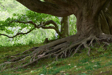 old tree root