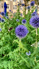 Bumblebee mid-flight approaching purple globe thistle (Echinops) in Helsinki urban garden - action shot