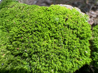 Dicranum is a genus of mosses, also called wind-blown mosses or fork mosses. These mosses form in densely packed clumps. Stems may fork, but do not branch