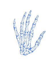 Skeleton hand. 
