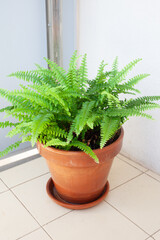 Compact Boston fern variety (Nephrolepis exaltata compacta) with rich green foliage in classic terracotta pot on tiled balcony floor, modern indoor plant decor