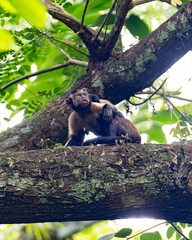 Brown Capuchin Monkeys on Tree Branch in Tropical Forest Canopy