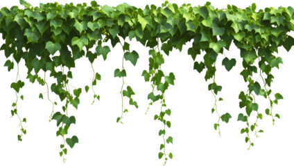 Green vine with leaves isolated on a transparent background, hanging from above