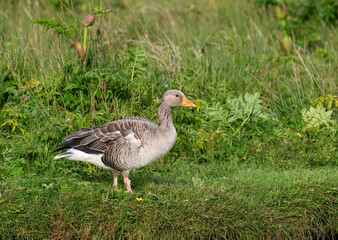 Graylag Goose Standing in Grassland Habitat