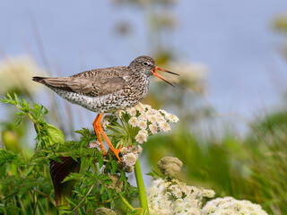 Common Redshank Calling on Wildflower in Wetland Habitat
