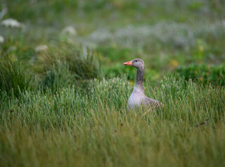 Naklejka premium Graylag Goose in Lush Green Meadow Habitat
