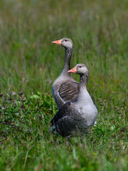 Pair of Graylag Geese in Grassy Meadow
