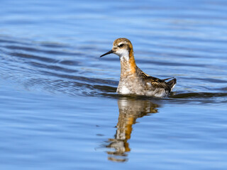 Red-Necked Phalarope Swimming in Calm Water with Reflection