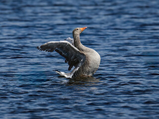 Graylag Goose Stretching Wings on a Calm Lake