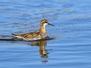 Red-Necked Phalarope Swimming in Calm Water with Reflection