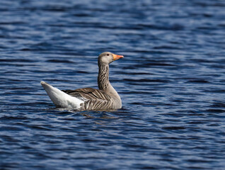 Graylag Goose Swimming in Blue Lake Water