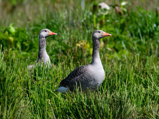 Pair of Graylag Geese in Grassy Wetland Habitat