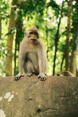 Monkey on log in Bali forest

