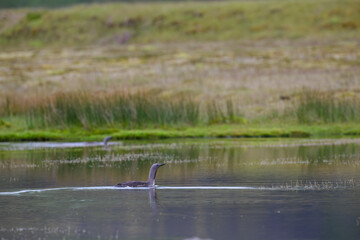 Red-Throated Loon Gliding on a Calm Lake