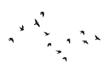 Fototapeta premium Flock of small birds in silhouette flying in formation against a white background migration