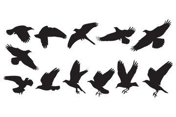 Obraz premium Multiple black silhouettes of birds in flight with wings spread and in various dynamic poses