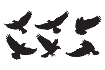 Obraz premium Six Distinct Silhouettes of Birds in Mid- Flight with Wings Extended on a White Background flying