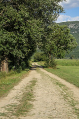 An unpaved road surrounded by trees passing between agricultural fields. Summer time. Background photo