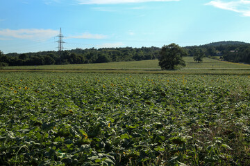 Sunflower fields, two lonely trees and an empty road
