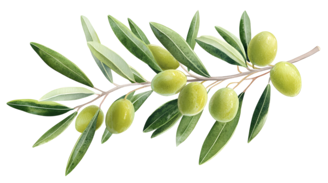 Olive branch with green olives isolated on transparent background, close-up view