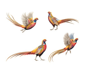 Watercolor hand drawing pheasant bird collection with long tails vector isolated white background.