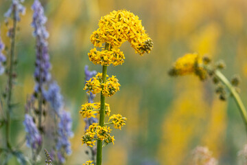 Ligularia, with its characteristic yellow flowers, blooming during the summer season