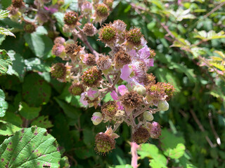 Wild blackberry bush with pink flowers and green unripe blackberries on a bush in the summer. Natural, organic food source.