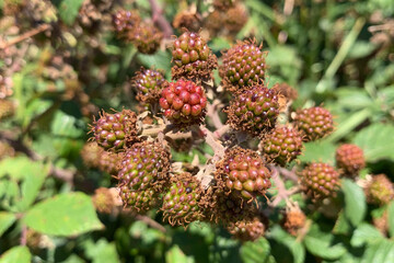 Wild brambles or blackberries ripening on bush in the countryside in summer. Close up of natural, organic wild food source.