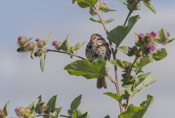 Song Sparrow