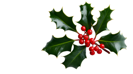 Sprig of holly with red berries isolated on a transparent background