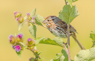 Song Sparrow