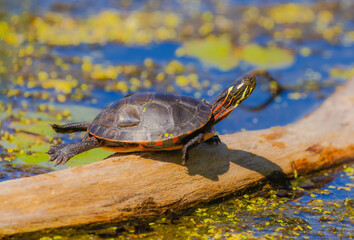 Obraz premium Painted Turtle Sunbathing