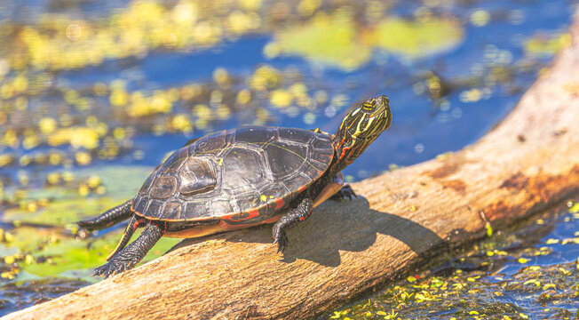 Painted Turtle Sunbathing