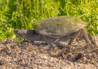 Snapping Turtle Laying Eggs