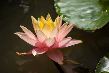 ninfea rosa e gialla in uno stagno