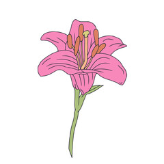 Hand drawn line art pastel pink lily bloom. Birth month May flower