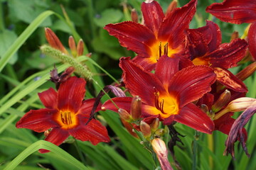  Daylilies in full bloom with vibrant peach petals and lush green leaves fill the garden. The close-up view highlights the intricate details of the flowers and buds.