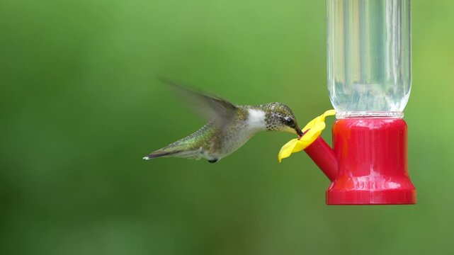 A juvenile male Ruby-throated Hummingbird drinking from feeder, flashing his one red throat feather - Slow Motion
