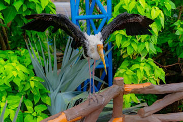 The Indian beak is a bird of the genus of American beaks of the stork family.

Bird aviary of the zoo on the island of Winperl. Nha Trang, Vietnam. 