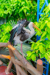 The Indian beak is a bird of the genus of American beaks of the stork family.

Bird aviary of the zoo on the island of Winperl. Nha Trang, Vietnam. 