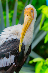 The Indian beak is a bird of the genus of American beaks of the stork family.

Bird aviary of the zoo on the island of Winperl. Nha Trang, Vietnam. 