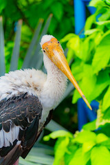 The Indian beak is a bird of the genus of American beaks of the stork family.

Bird aviary of the zoo on the island of Winperl. Nha Trang, Vietnam. 