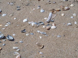 Assorted seashells on sandy beach in Zandvoort, Netherlands – perfect for coastal travel promo, summer in the Netherlands, family vacation in Europe 