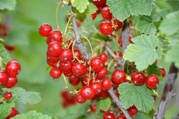 large harvest of red currants on a bush branch. red ripe berries among green leaves. delicious and healthy berries, full of vitamins and antioxidants. sweet and dessert for children and adults