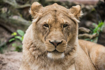 Lioness Close-up portrait, face of a female lion Panthera leo