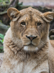 Lioness Close-up portrait, face of a female lion Panthera leo