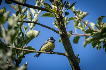 Looking up at a cyanistes caeruleus, commonly known as a blue tit, perched on a tree in the summer sunshine