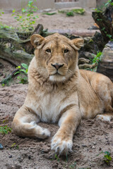 Lioness Close-up portrait, face of a female lion Panthera leo