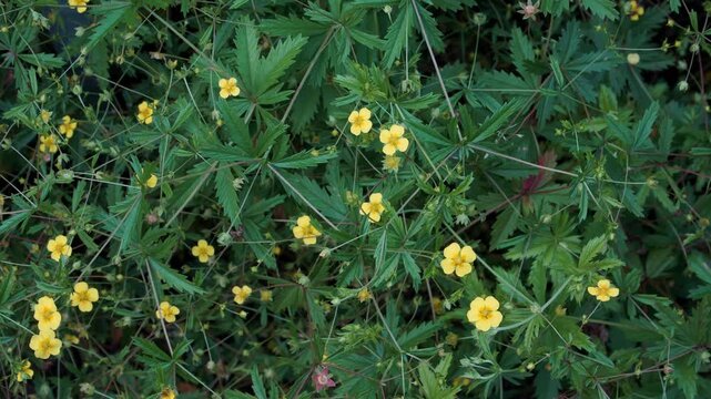 A close-up view of Tormentil, a low-growing medicinal herb. The Potentilla erecta plant shows bright yellow flowers with four petals and palmate green leaves. 